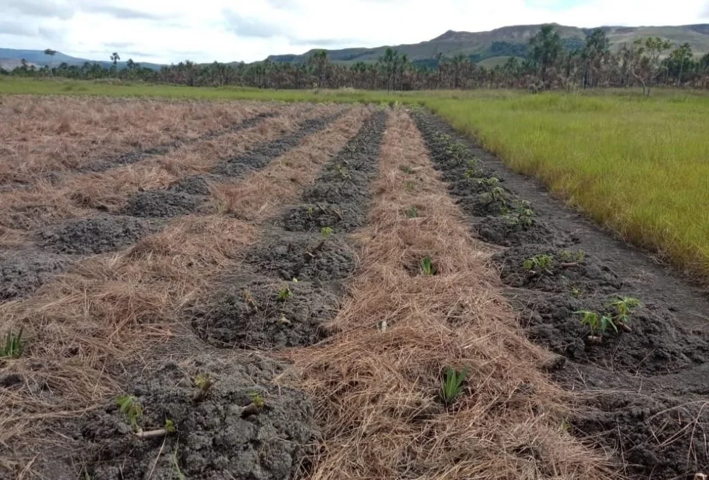 Parcelas con cultivos de cobertura en un sistema agroforestal