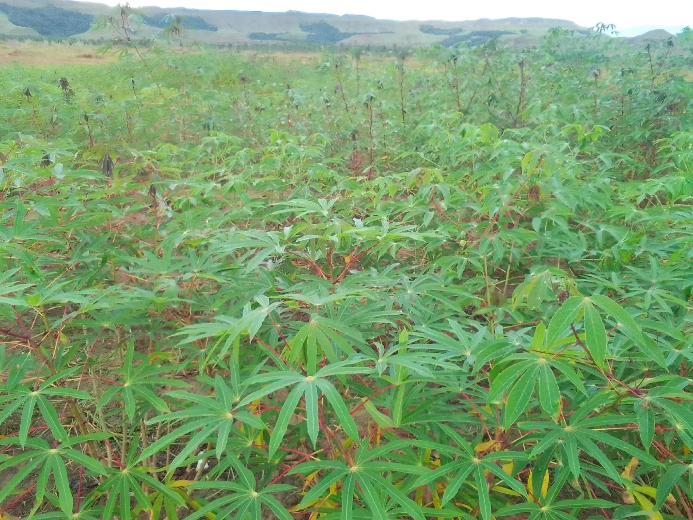 Cultivo de yuca en un sistema Poroka’tá en Kuy Yeremepö