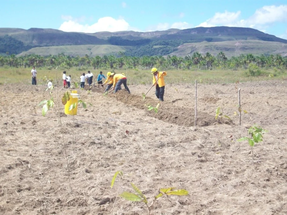 Siembra en un sistema agroforestal en Kuy Yeremepö